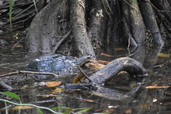 Melanochelys trijuga
