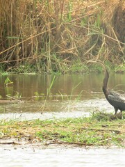 Anhinga rufa rufa