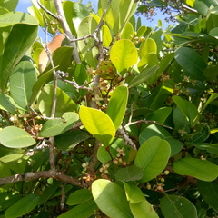 Xylocarpus granatum