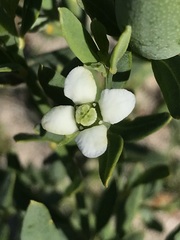 Montinia caryophyllacea