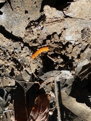 Tenebrio molitor