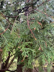 Thuja