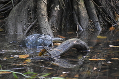Melanochelys trijuga