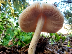 Volvopluteus gloiocephalus