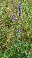 Agastache foeniculum
