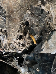 Tenebrio molitor