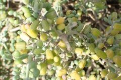 Tetraena fontanesii image