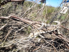 Bradypodion occidentale