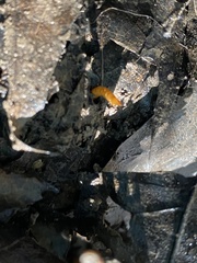 Tenebrio molitor