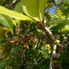 Xylocarpus granatum
