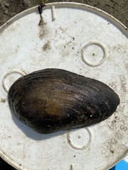 Unionoidea