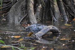 Melanochelys trijuga
