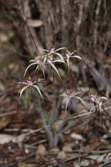 Caladenia fluvialis