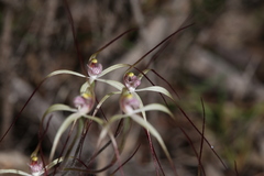 Caladenia fluvialis