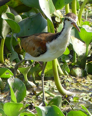 Jacana jacana