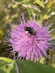 Melissodes desponsus