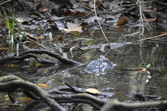 Melanochelys trijuga