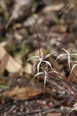Caladenia fluvialis