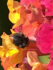 Cryptolaemus