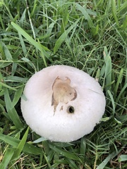 Chlorophyllum molybdites image