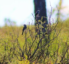 Amphispiza bilineata