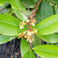 Xylocarpus granatum