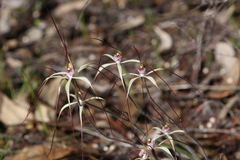 Caladenia fluvialis