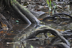 Melanochelys trijuga