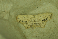 Scopula cacuminaria