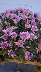 Chrysanthemum morifolium