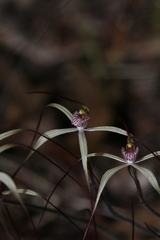 Caladenia fluvialis