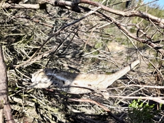 Bradypodion occidentale