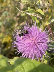 Melissodes desponsus