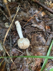 Hypomyces hyalinus