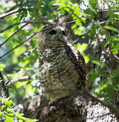 Strix occidentalis lucida