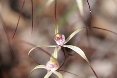 Caladenia fluvialis