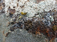 Umbilicaria