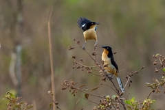 Donacobius atricapilla
