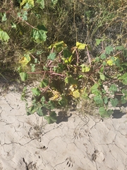 Proboscidea louisianica