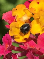 Cryptolaemus