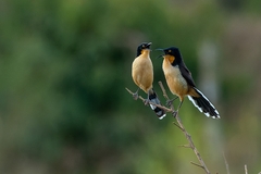 Donacobius atricapilla
