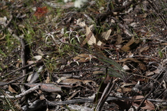 Caladenia fluvialis