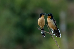 Donacobius atricapilla