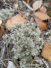 Cladonia arbuscula