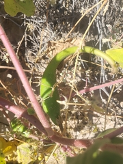 Proboscidea louisianica