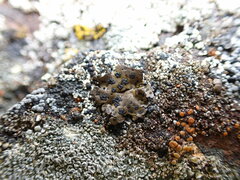 Umbilicaria
