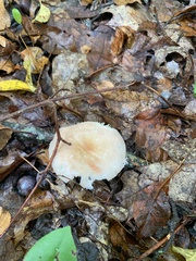Russula crustosa
