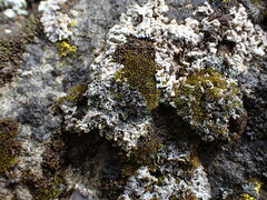 Physconia americana
