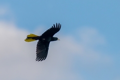 Psarocolius decumanus