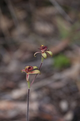 Caladenia discoidea